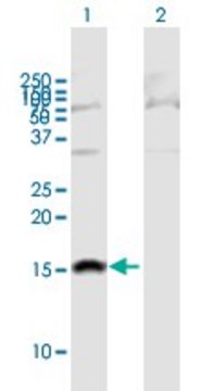 Anti-SH2D1B antibody produced in mouse purified immunoglobulin, buffered aqueous solution