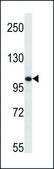 ANTI-MOUSE TLR8 (C-TERM) antibody produced in rabbit IgG fraction of antiserum, buffered aqueous solution