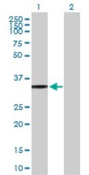 Anti-P2RY8 antibody produced in mouse purified immunoglobulin, buffered aqueous solution