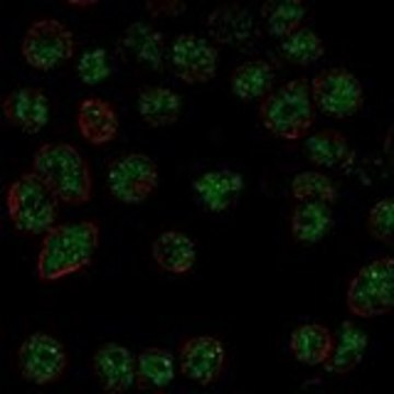 Anti-DGCR8 antibody produced in rabbit Prestige Antibodies&#174; Powered by Atlas Antibodies, affinity isolated antibody, buffered aqueous glycerol solution