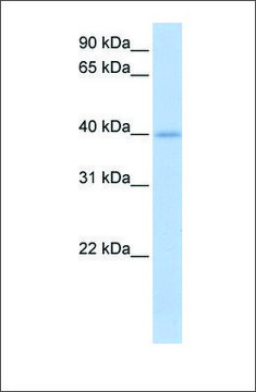 Anti-IZUMO1 antibody produced in rabbit affinity isolated antibody