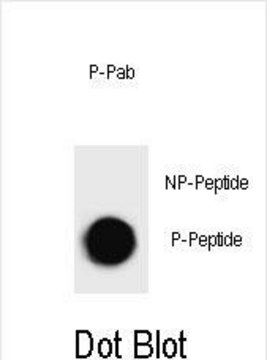 Anti-phospho-mouse TSC1(S594) antibody produced in rabbit affinity isolated antibody, buffered aqueous solution
