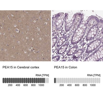 Anti-PEA15 Prestige Antibodies&#174; Powered by Atlas Antibodies, affinity isolated antibody