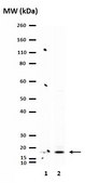 Anti-Histone H3.3 Antibody, K27M mutant from rabbit, purified by affinity chromatography
