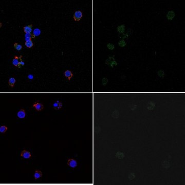 Anti-phospho-Syk (Tyr323) Antibody, Alexa Fluor&#8482; 488 Conjugate from rabbit, ALEXA FLUOR&#8482; 488