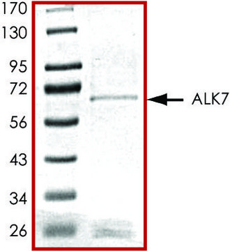 ALK7, GST tagged human recombinant, expressed in baculovirus infected Sf9 cells, &#8805;70% (SDS-PAGE), buffered aqueous glycerol solution