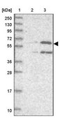 Anti-UNC93B1 antibody produced in rabbit Prestige Antibodies&#174; Powered by Atlas Antibodies, affinity isolated antibody, buffered aqueous glycerol solution