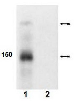 Anti-phospho-Abl (Tyr245) Antibody Upstate&#174;, from rabbit