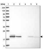Anti-MRPL12 antibody produced in rabbit Prestige Antibodies&#174; Powered by Atlas Antibodies, affinity isolated antibody, buffered aqueous glycerol solution, Ab1