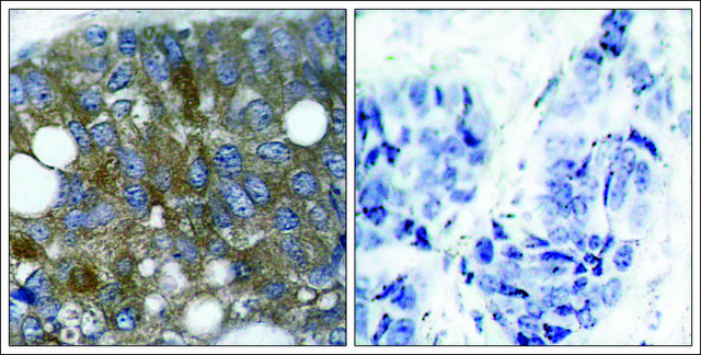 Anti-phospho-HSPB1 (pSer15) antibody produced in rabbit affinity isolated antibody