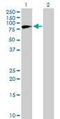 Anti-NVL antibody produced in mouse purified immunoglobulin, buffered aqueous solution
