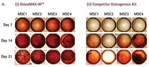 OsteoMAX-XF Differentiation Medium Defined Xeno-Free osteogenesis differentiation medium that is specially formulated to readily differentiate human mesenchymal stem cells (MSCs) into mature osteocytes as assessed by alizarin red &amp; alkaline phosphatase staining.