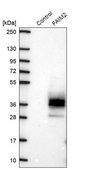 Anti-FAIM2 antibody produced in rabbit Prestige Antibodies&#174; Powered by Atlas Antibodies, affinity isolated antibody, buffered aqueous glycerol solution