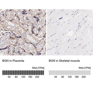 Anti-BGN antibody produced in rabbit Prestige Antibodies&#174; Powered by Atlas Antibodies, affinity isolated antibody, buffered aqueous glycerol solution