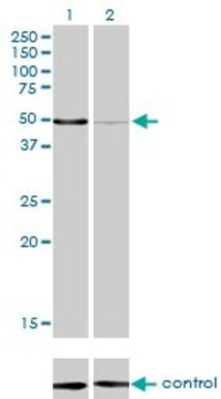 Monoclonal Anti-MPP1 antibody produced in mouse clone 1C3-1D11, purified immunoglobulin, buffered aqueous solution