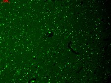 Monoclonal Anti-HCN1 antibody produced in mouse clone S70-28, 1&#160;mg/mL, purified immunoglobulin