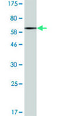 Monoclonal Anti-FLOT2, (N-terminal) antibody produced in mouse clone 3G6, purified immunoglobulin, buffered aqueous solution