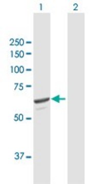 Anti-SQLE antibody produced in mouse purified immunoglobulin, buffered aqueous solution