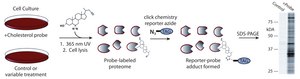Photo-reactive Clickable cis-Sterol Probe