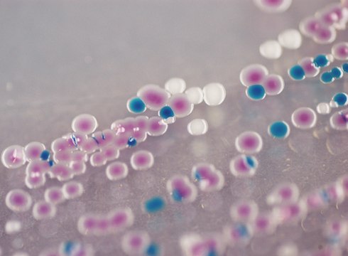 Vibrio Millichrome&#8482; plus Agar selective for bacteria: Vibrio spp., suitable for microbiology
