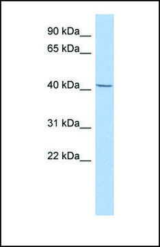 Anti-SPAG6 antibody produced in rabbit affinity isolated antibody