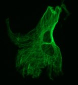 Monoclonal Anti-Tubulin, Tyrosine antibody produced in mouse clone TUB-1A2, ascites fluid