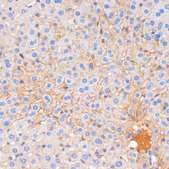 Anti-E-Cadherin antibody produced in rabbit