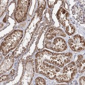 Anti-SEC24B antibody produced in rabbit Prestige Antibodies&#174; Powered by Atlas Antibodies, affinity isolated antibody, buffered aqueous glycerol solution