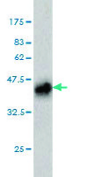 Monoclonal Anti-PLAG1 antibody produced in mouse clone 3B7, purified immunoglobulin, buffered aqueous solution