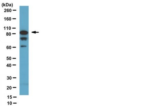 Anti-Cyclin T1 Antibody serum, from sheep