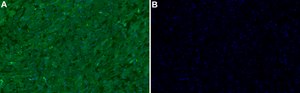 Anti-MYH6 Antibody, clone 1L5 ZooMAb&#174; Rabbit Monoclonal recombinant, expressed in HEK 293 cells