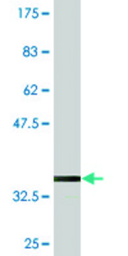 Monoclonal Anti-KLHL2, (N-terminal) antibody produced in mouse clone 3G3, purified immunoglobulin, buffered aqueous solution