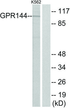 Anti-GPR144 antibody produced in rabbit affinity isolated antibody