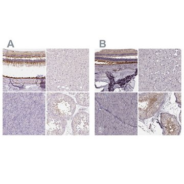 Anti-RPGRIP1 antibody produced in rabbit Prestige Antibodies&#174; Powered by Atlas Antibodies, affinity isolated antibody