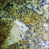 Anti-phospho-PDGFR &#946; (pTyr740) antibody produced in rabbit affinity isolated antibody