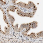 Anti-FMO1 antibody produced in rabbit Prestige Antibodies&#174; Powered by Atlas Antibodies, affinity isolated antibody, buffered aqueous glycerol solution
