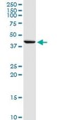 Anti-INHBE antibody produced in rabbit purified immunoglobulin, buffered aqueous solution