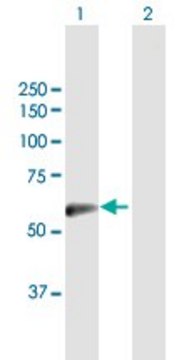 Anti-SLC13A3 antibody produced in mouse purified immunoglobulin, buffered aqueous solution