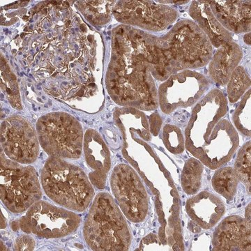 Anti-HDHD2 antibody produced in rabbit Prestige Antibodies&#174; Powered by Atlas Antibodies, affinity isolated antibody, buffered aqueous glycerol solution