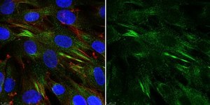 Anti-SCA-1 Antibody from rabbit, purified by affinity chromatography