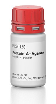 Protein&#160;A–Agarose lyophilized powder