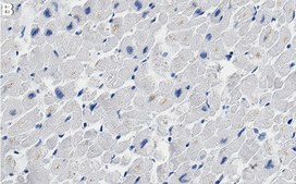 Anti-SDHA Antibody, clone 1G16 ZooMAb&#174; Rabbit Monoclonal recombinant, expressed in HEK 293 cells