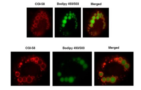 Anti-CGI-58 Antibody serum, from rabbit