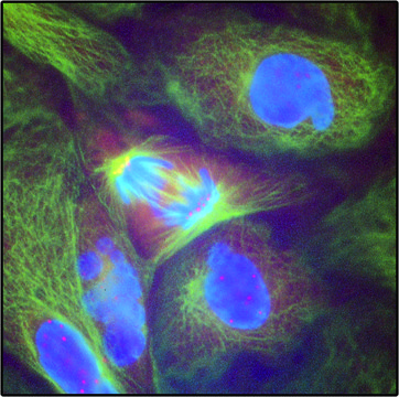 Anti-Human IgG (Fc specific)-Cy3 antibody produced in goat affinity isolated antibody, buffered aqueous solution