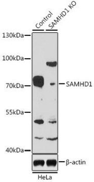 Anti-SAMHD1 antibody produced in rabbit