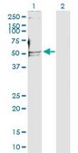 Anti-POLD2 antibody produced in rabbit purified immunoglobulin, buffered aqueous solution