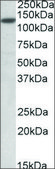 Anti-SIRT1 antibody produced in goat affinity isolated antibody, buffered aqueous solution