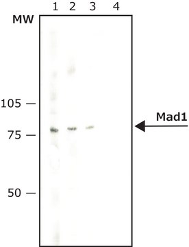 Monoclonal Anti-Mad1 antibody produced in mouse ~2&#160;mg/mL, clone 9B10, purified immunoglobulin, buffered aqueous solution