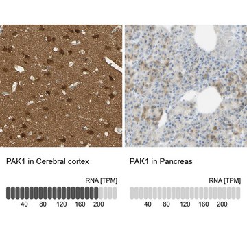 Anti-PAK1 antibody produced in rabbit Prestige Antibodies&#174; Powered by Atlas Antibodies, affinity isolated antibody, buffered aqueous glycerol solution