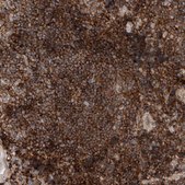 Anti-GPER1 antibody produced in rabbit Prestige Antibodies&#174; Powered by Atlas Antibodies, affinity isolated antibody, buffered aqueous glycerol solution